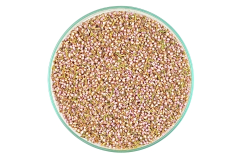 Kwiat Wrzosu Callunae flos